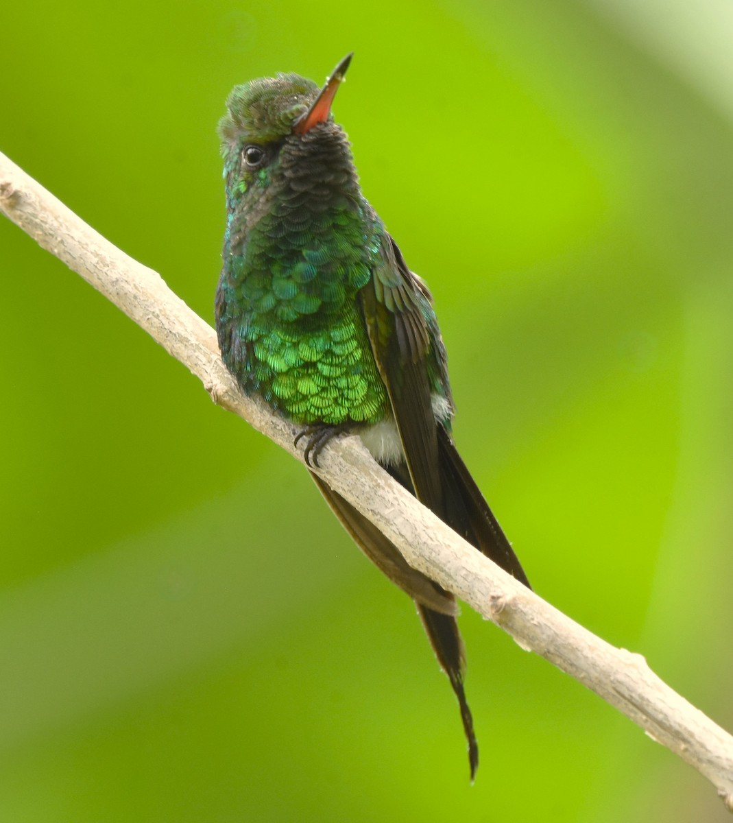 Golden-crowned Emerald - ML621480857