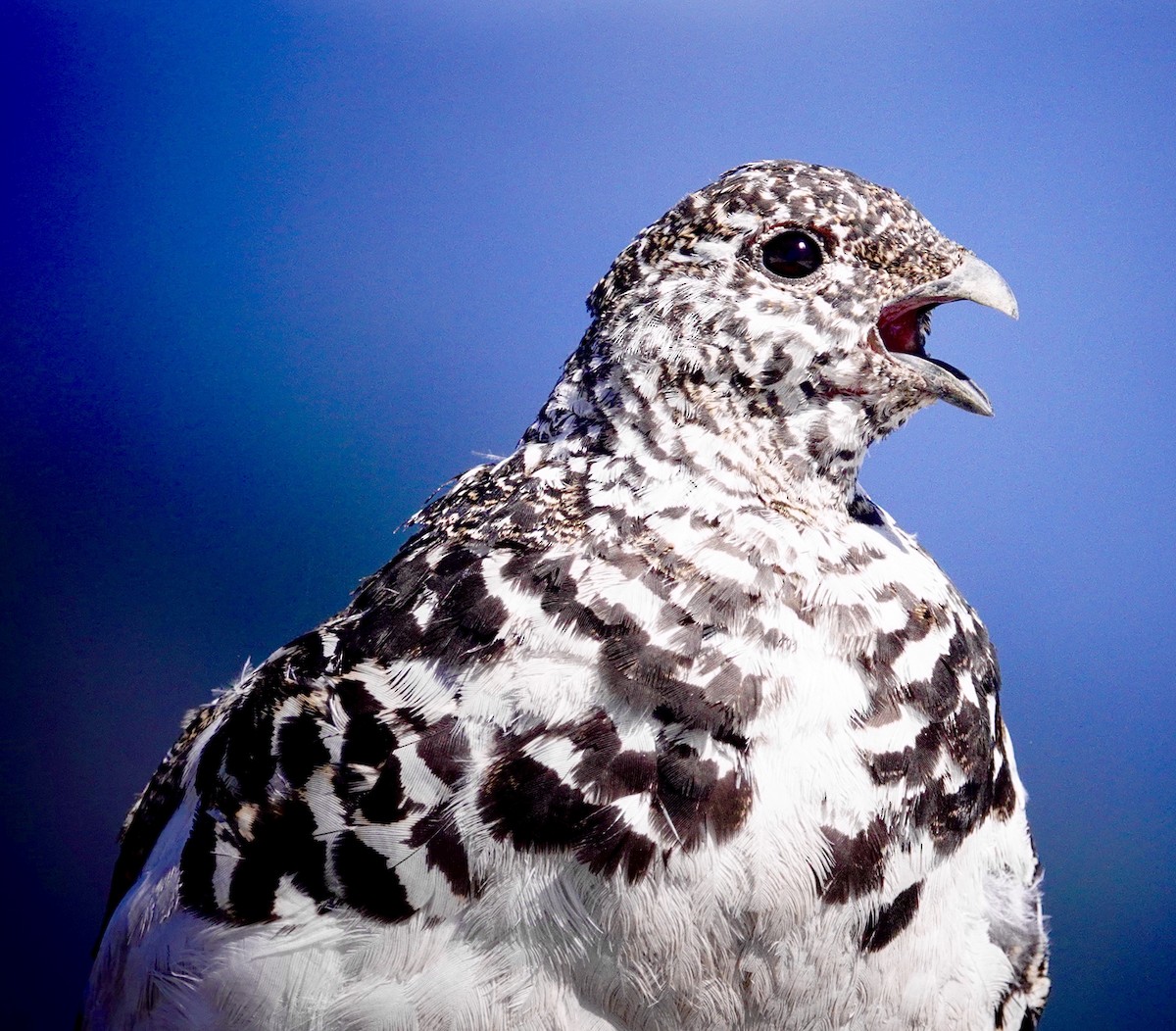 White-tailed Ptarmigan - maxine reid