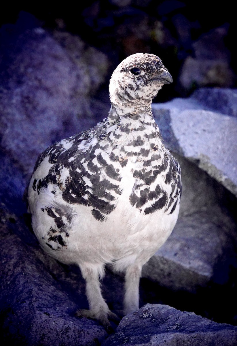 White-tailed Ptarmigan - ML621480903