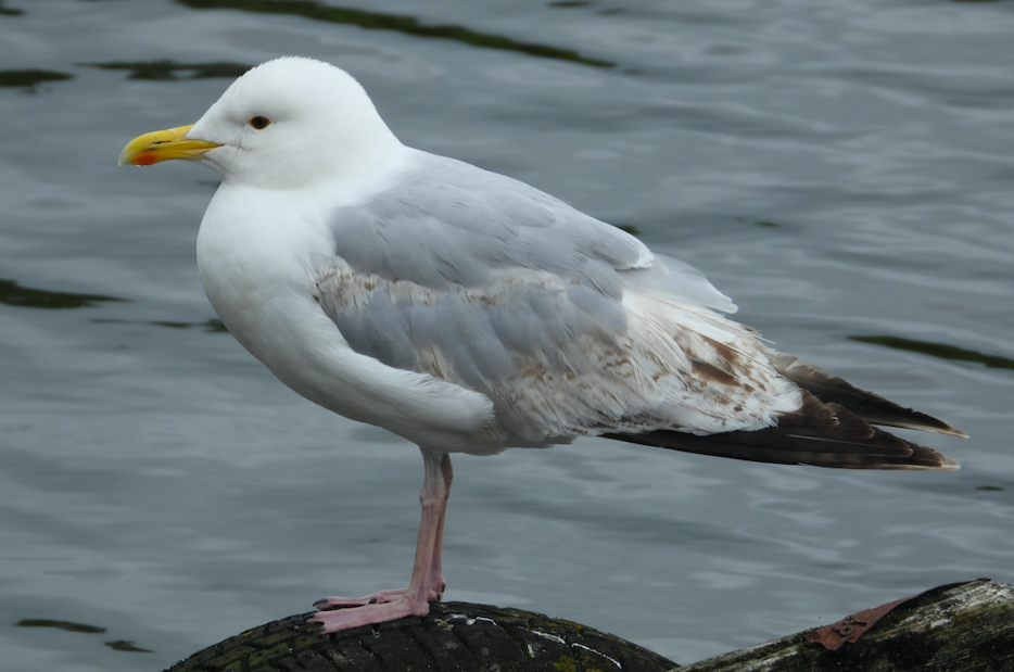 European Herring Gull - ML621480931