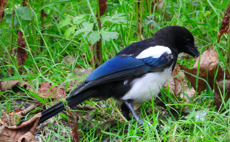 Eurasian Magpie - ML621480938