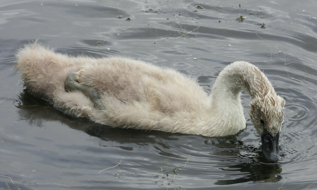 Mute Swan - ML621480960