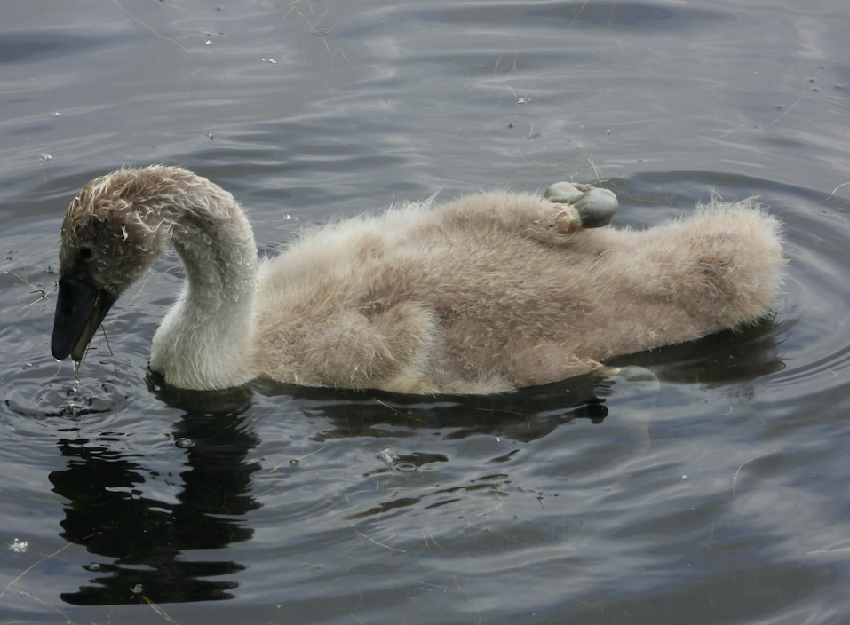 Mute Swan - ML621480965