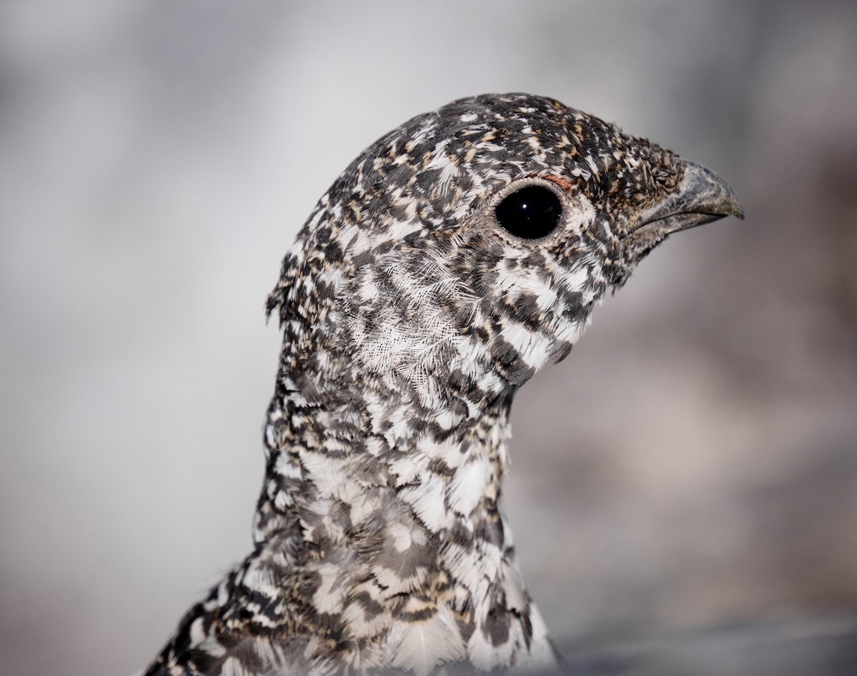 White-tailed Ptarmigan - ML621481036