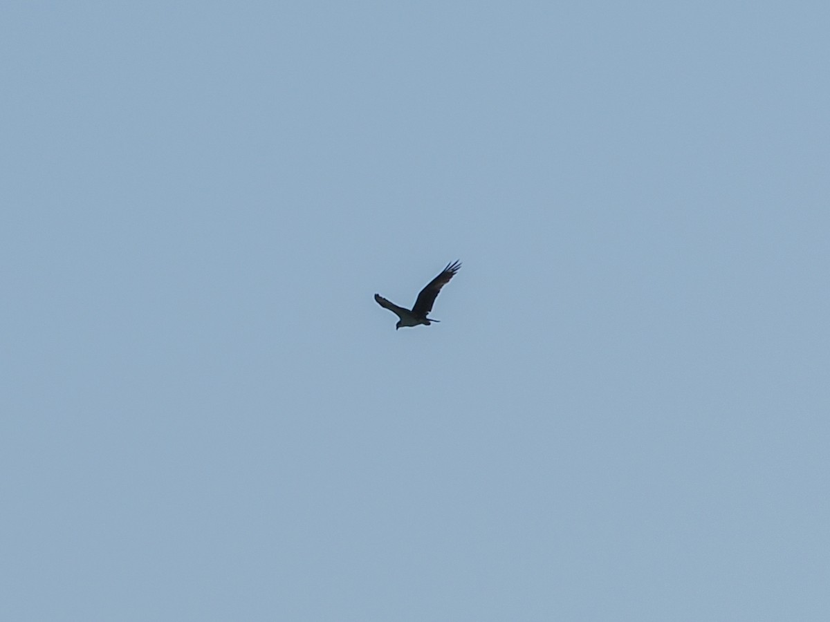 Osprey - ML621481226