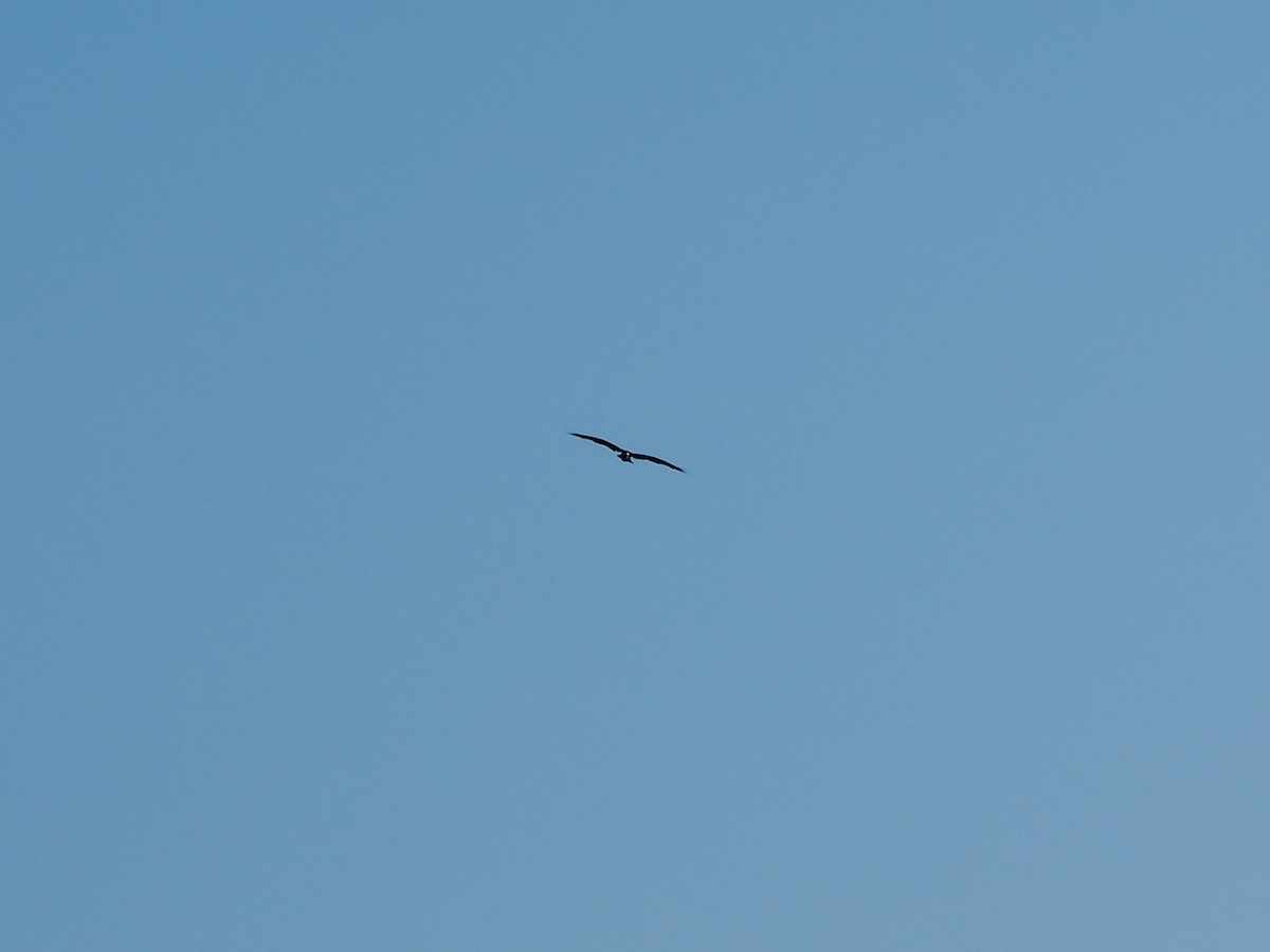Osprey - ML621481227