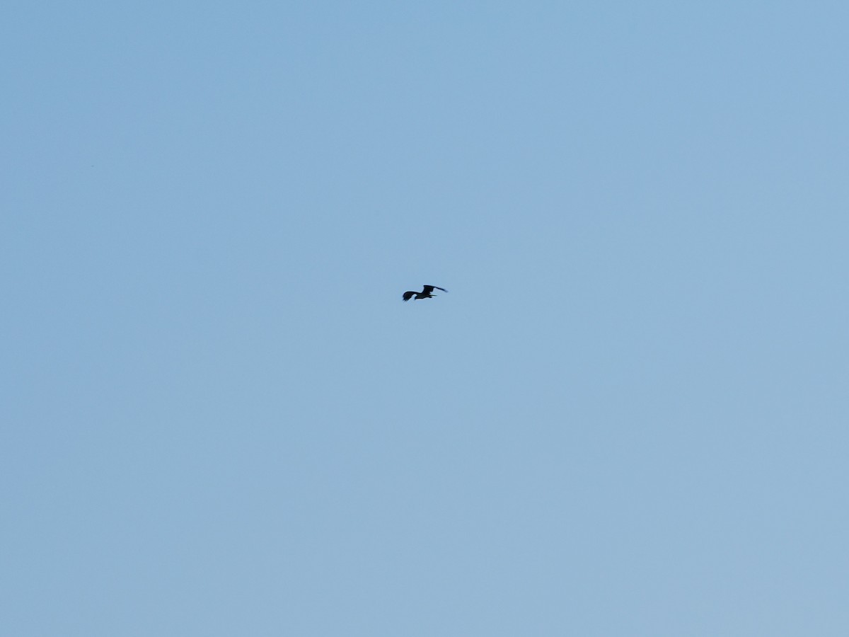 Osprey - ML621481228