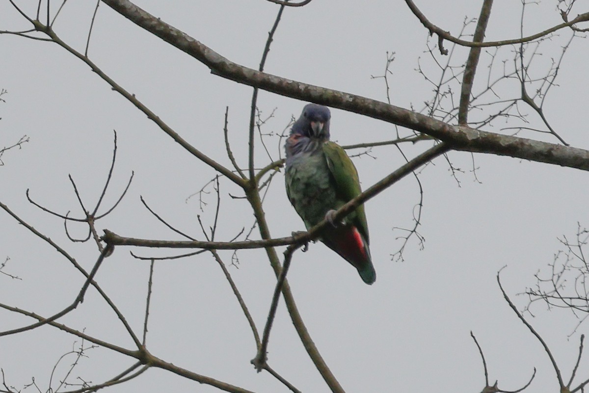 Blue-headed Parrot - Phil Kenny