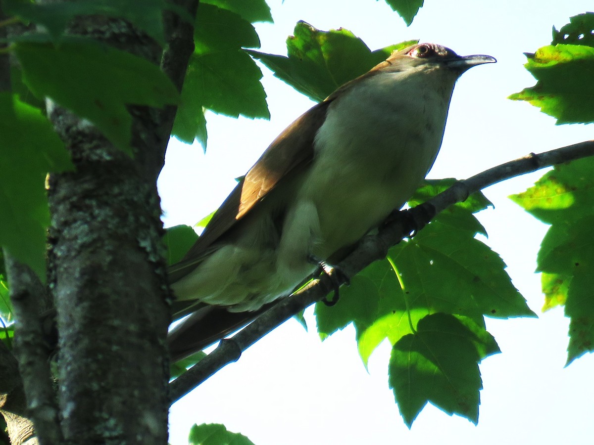 Black-billed Cuckoo - ML621481268