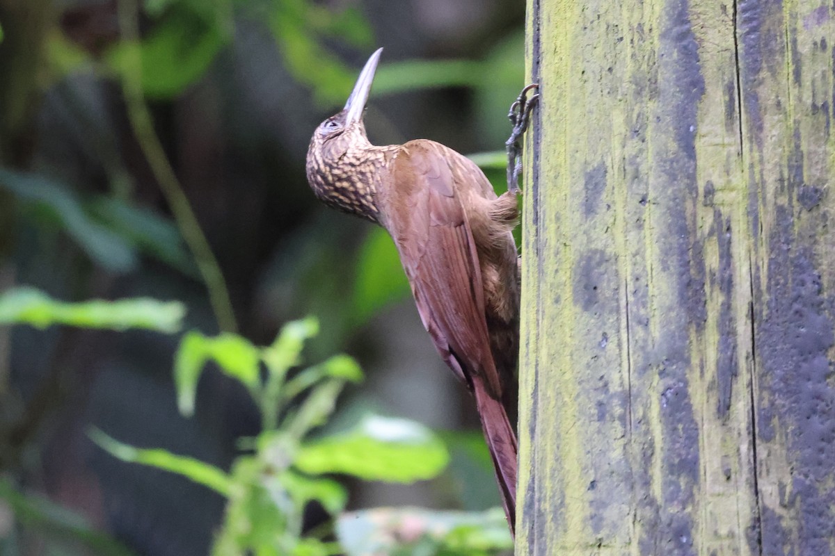 Cocoa Woodcreeper - Phil Kenny