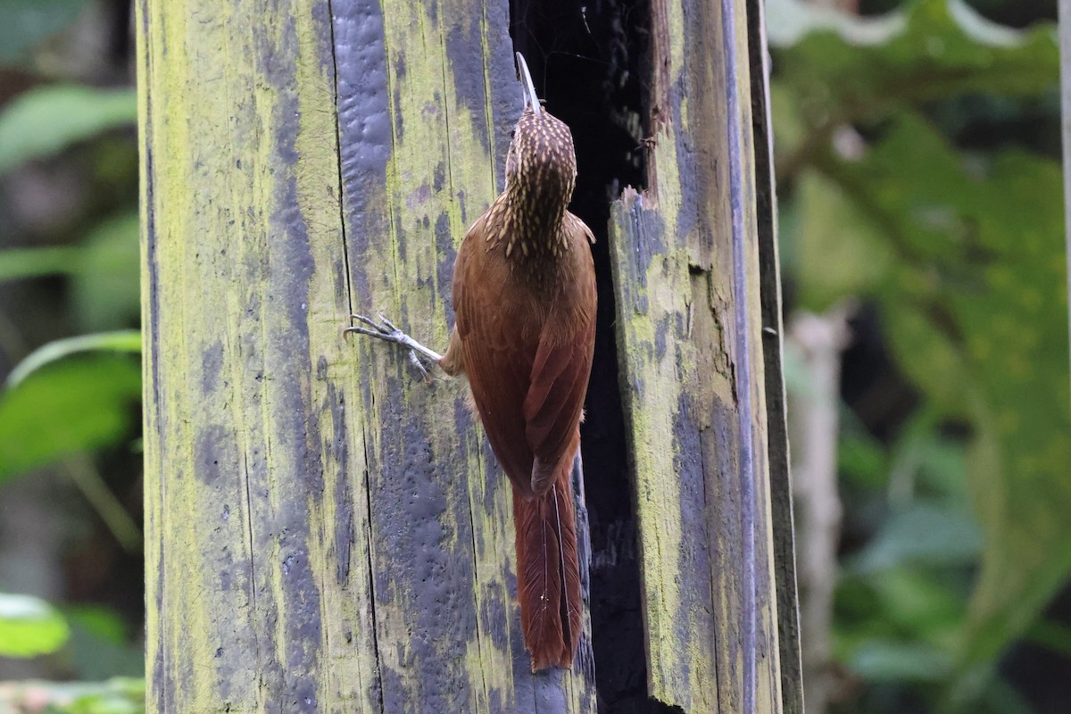 Cocoa Woodcreeper - ML621481275