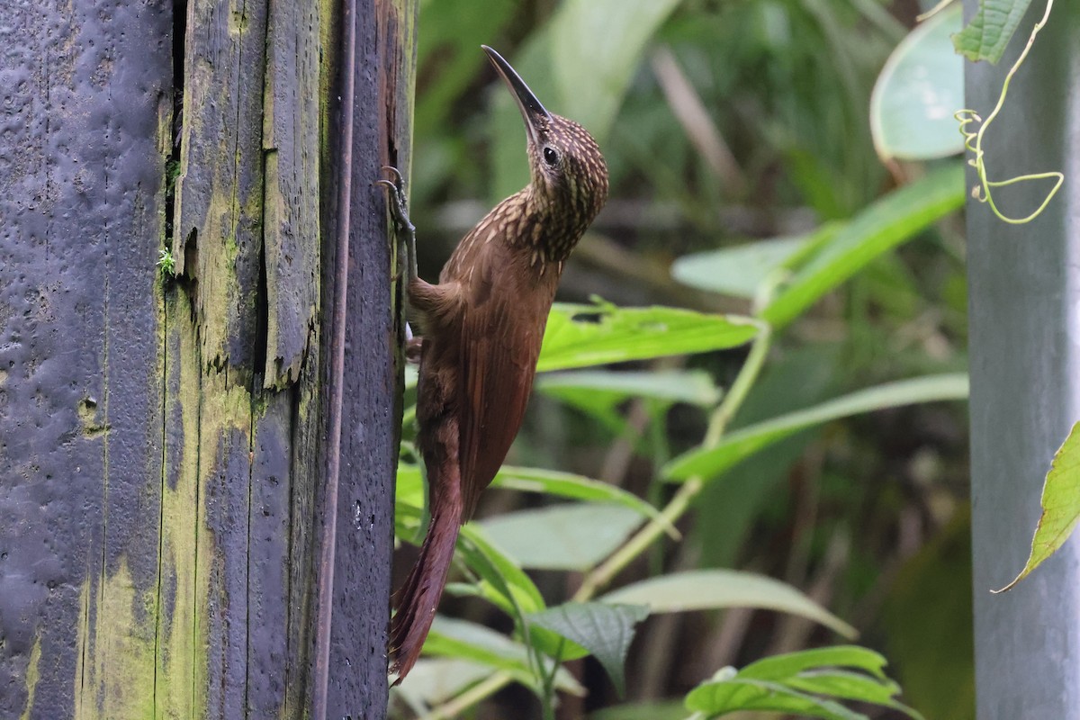 Cocoa Woodcreeper - ML621481276