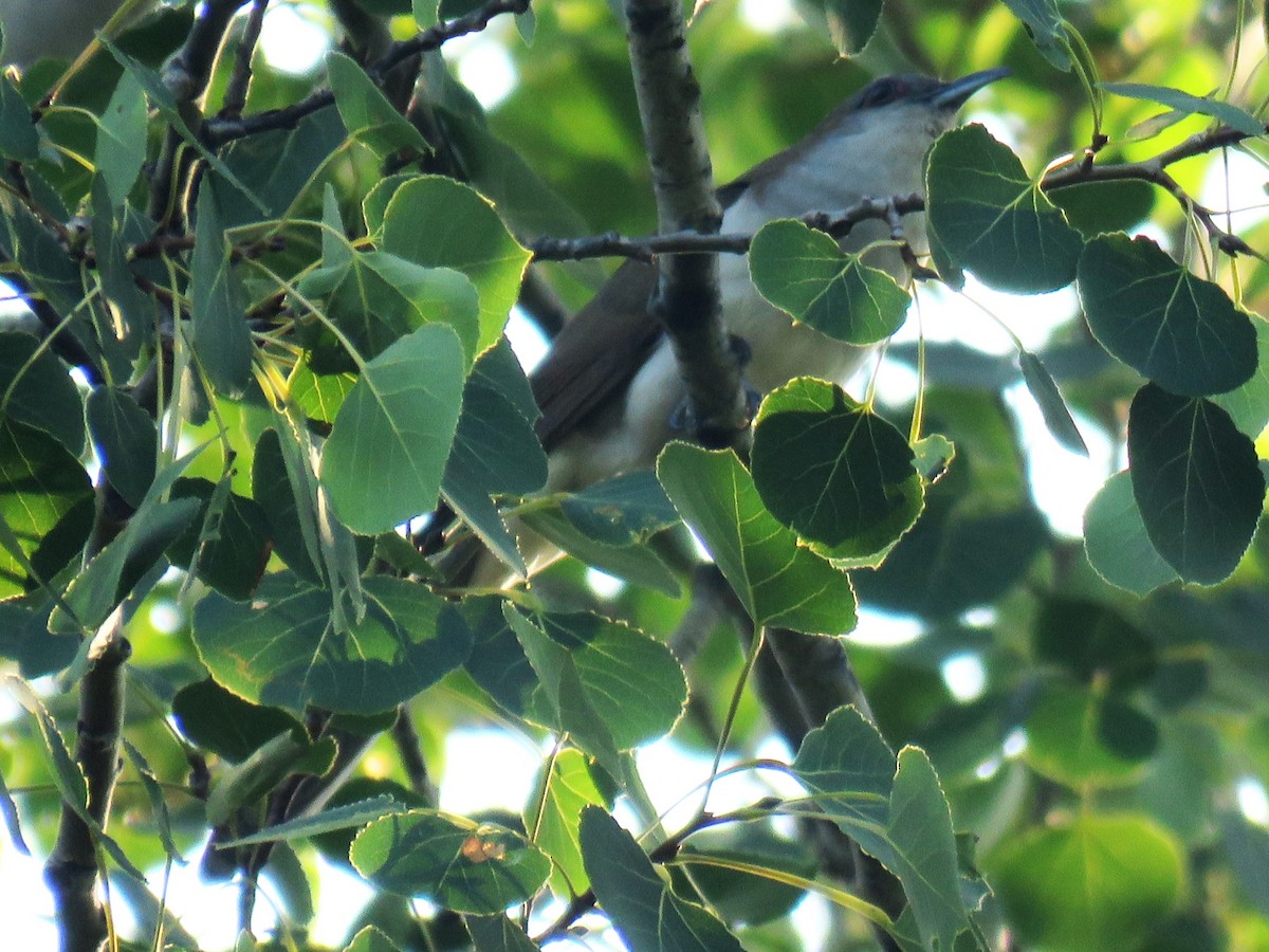 Black-billed Cuckoo - ML621481353