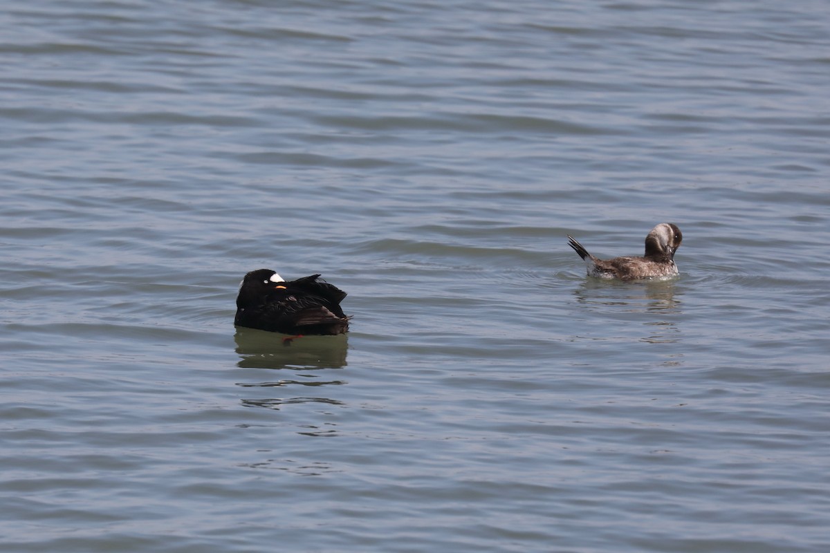 Surf Scoter - ML621481412