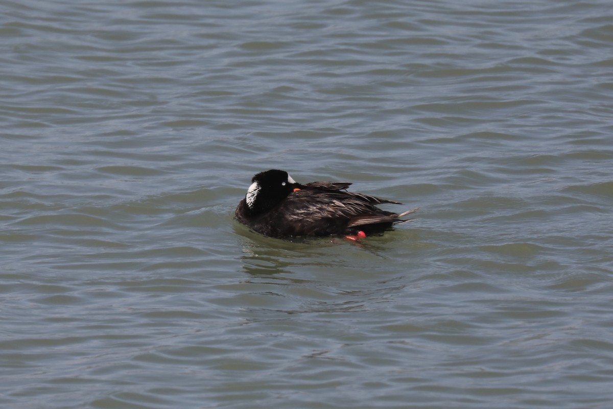 Surf Scoter - ML621481421