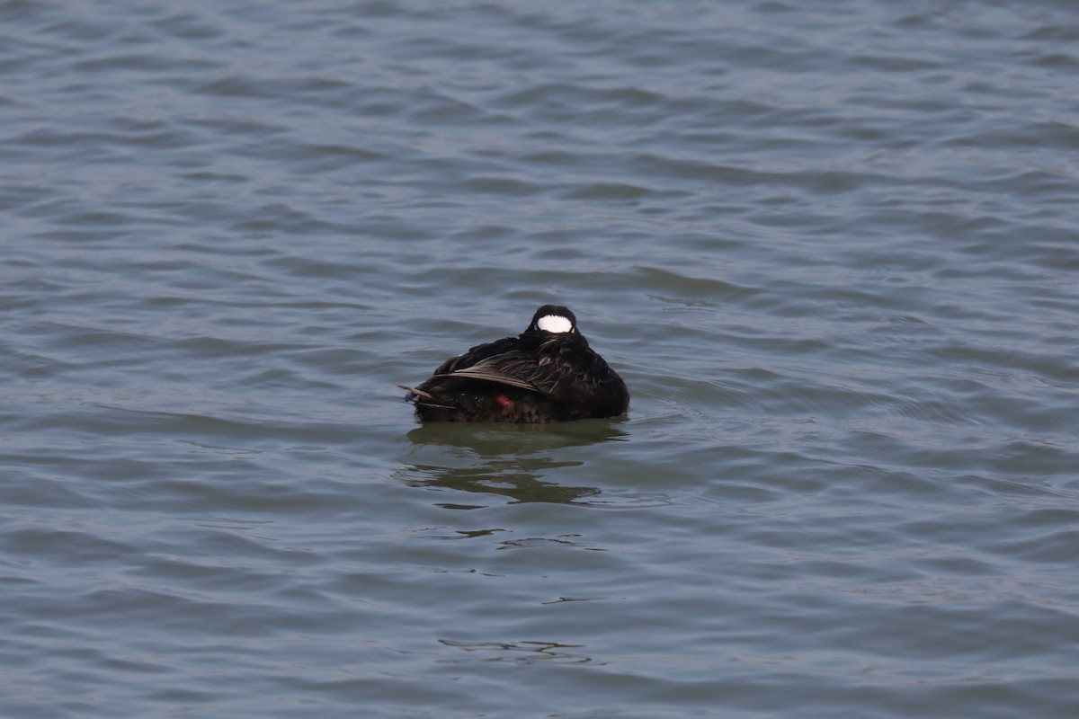 Surf Scoter - ML621481422