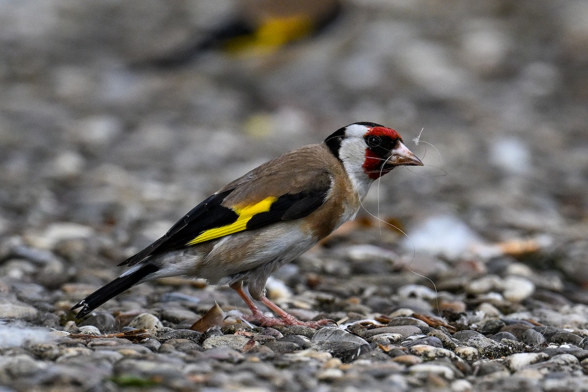 European Goldfinch - ML621481494