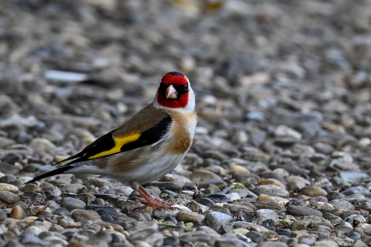 European Goldfinch - ML621481504