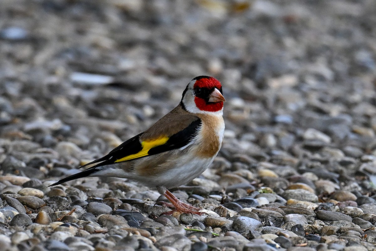 European Goldfinch - ML621481505