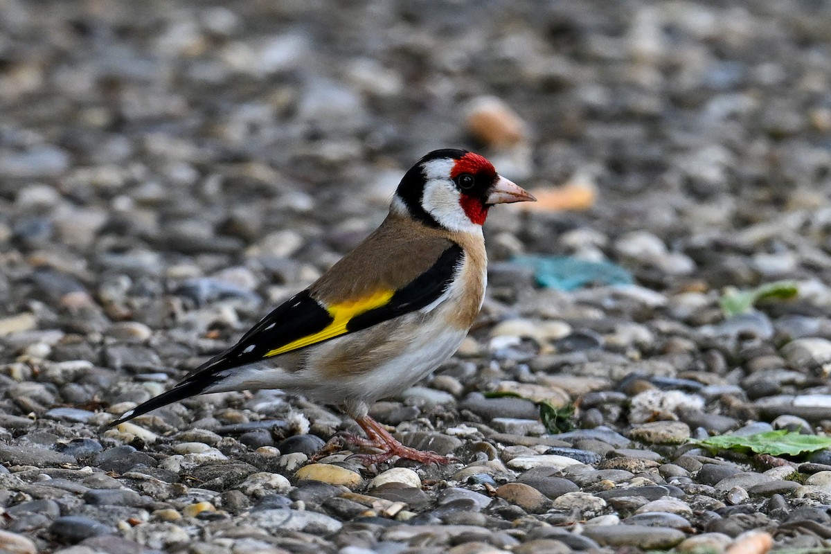 European Goldfinch - ML621481533