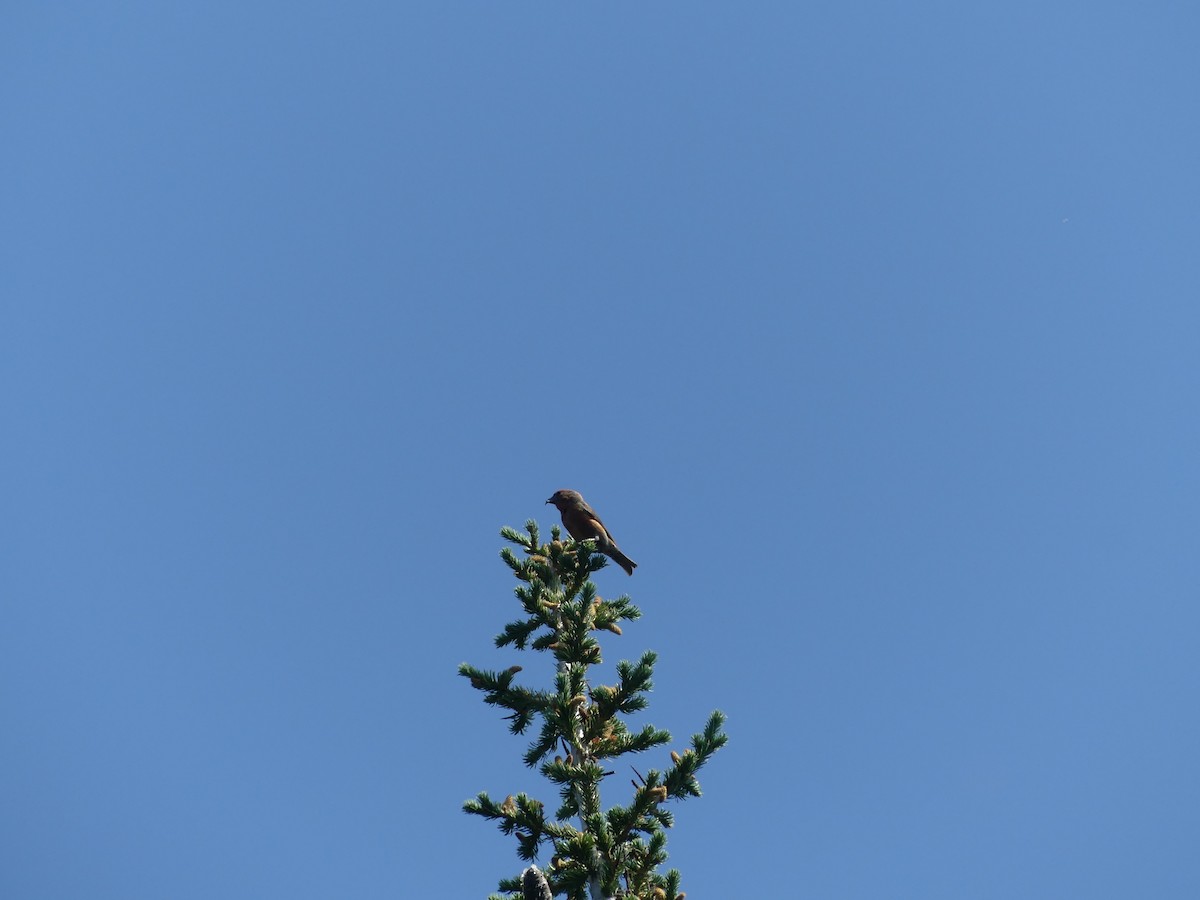 Cassia Crossbill - ML621481534