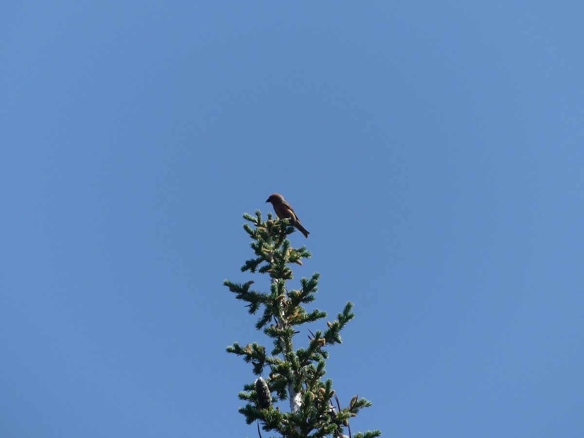 Cassia Crossbill - ML621481535