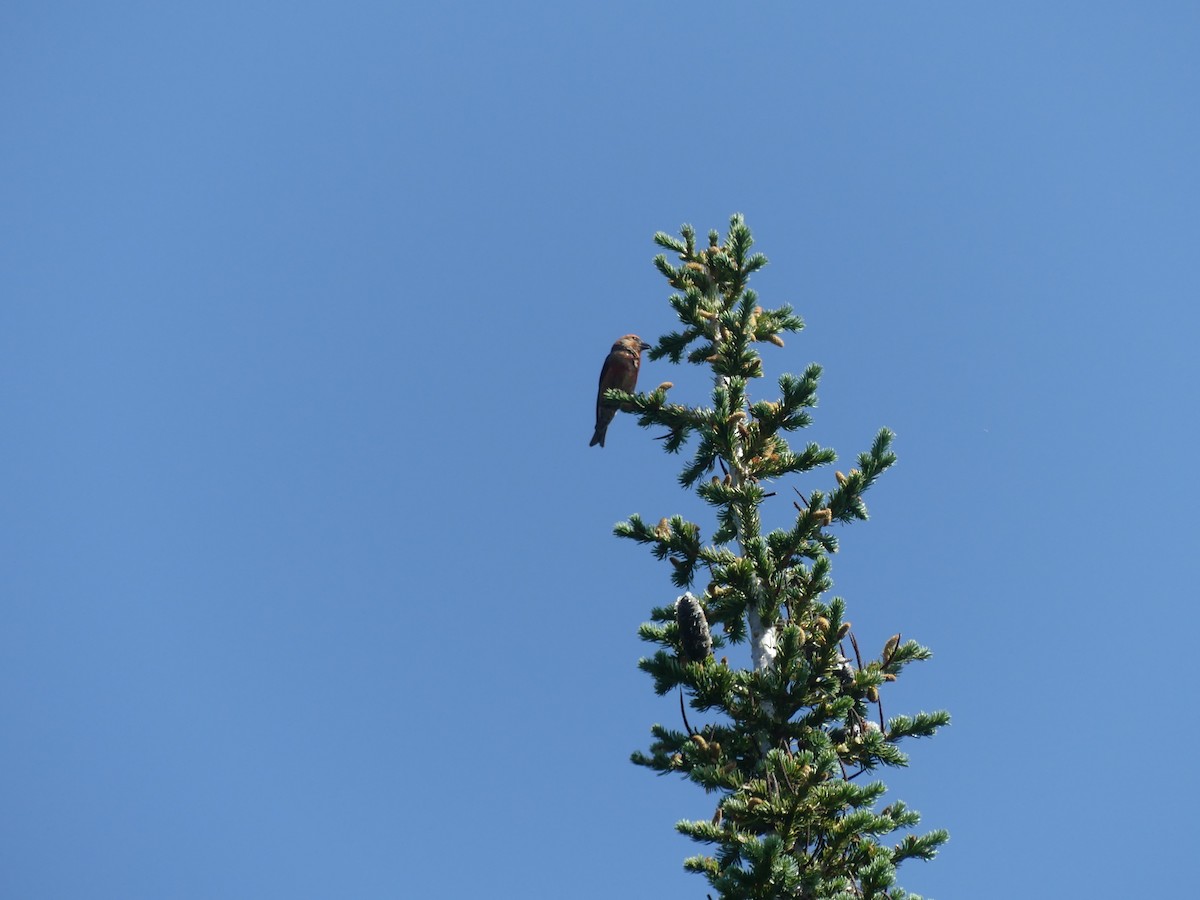 Cassia Crossbill - Lisa Edwards