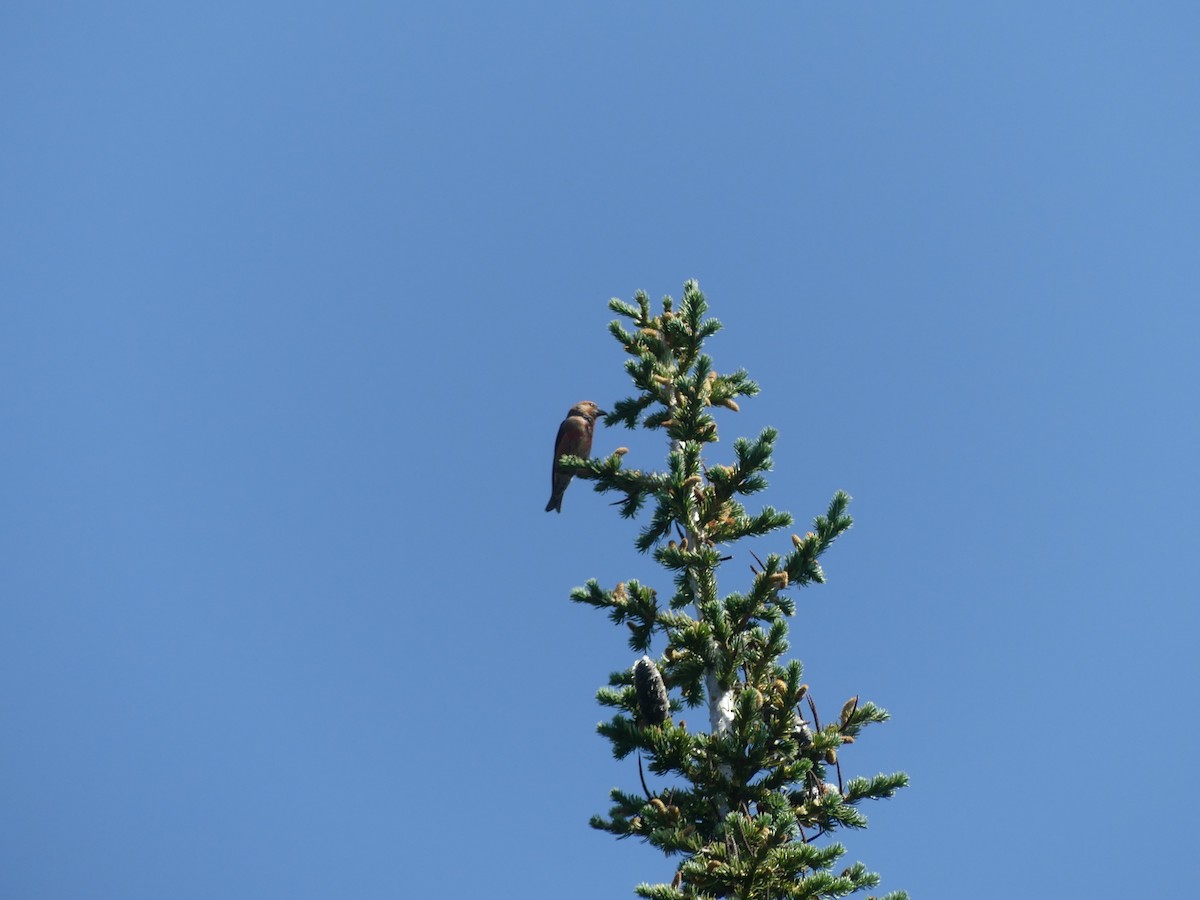 Cassia Crossbill - ML621481537