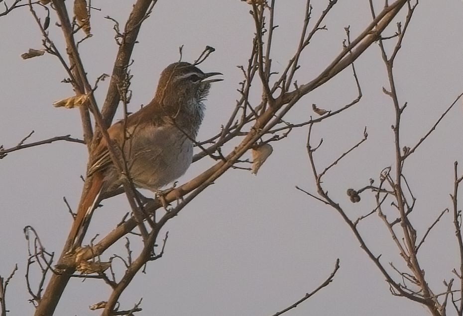 Brown-backed Scrub-Robin - Blair Bernson