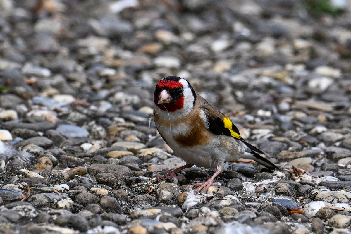 Chardonneret élégant - ML621481549