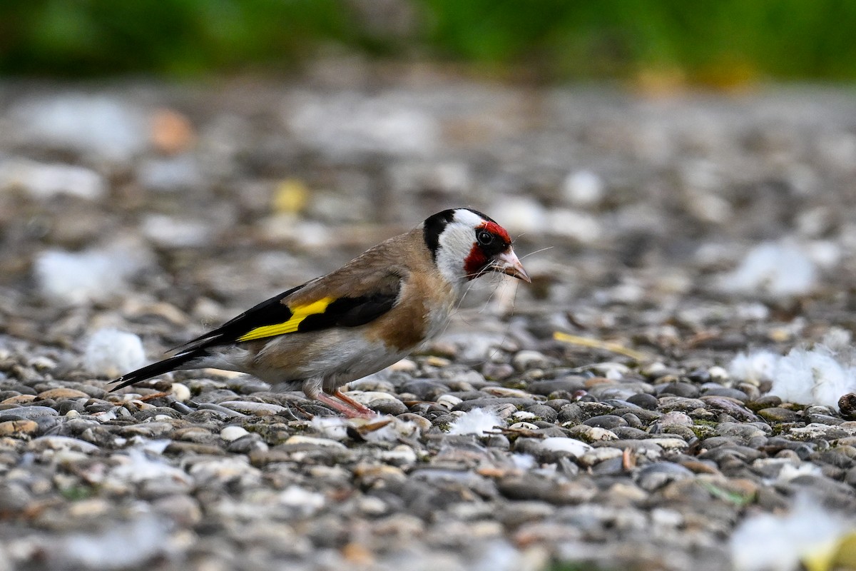 Chardonneret élégant - ML621481555