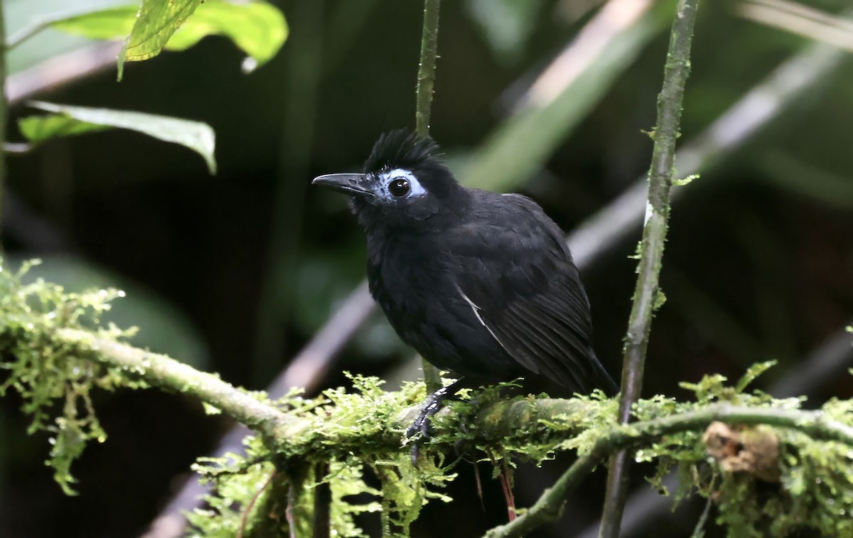 Sooty Antbird - ML621481565