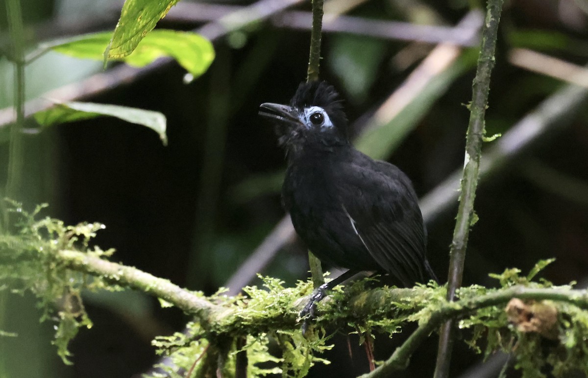 Schwarzgrau-Ameisenvogel - ML621481568