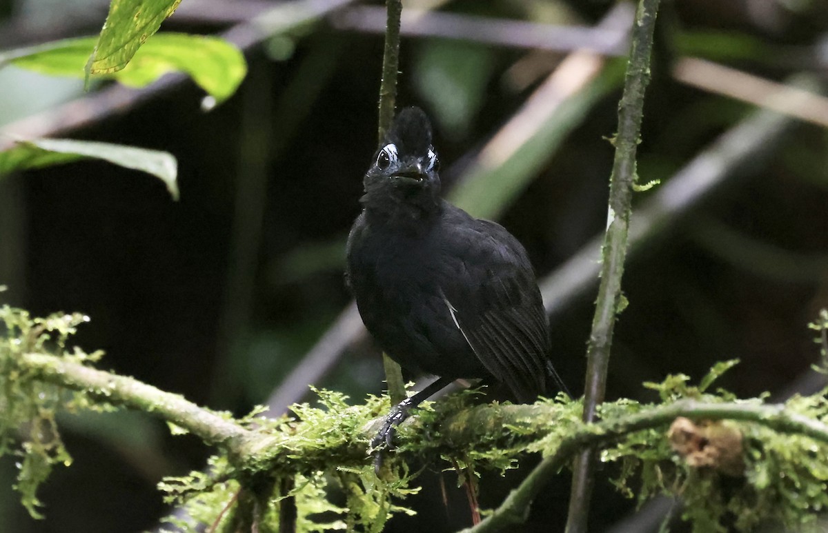 Sooty Antbird - ML621481570