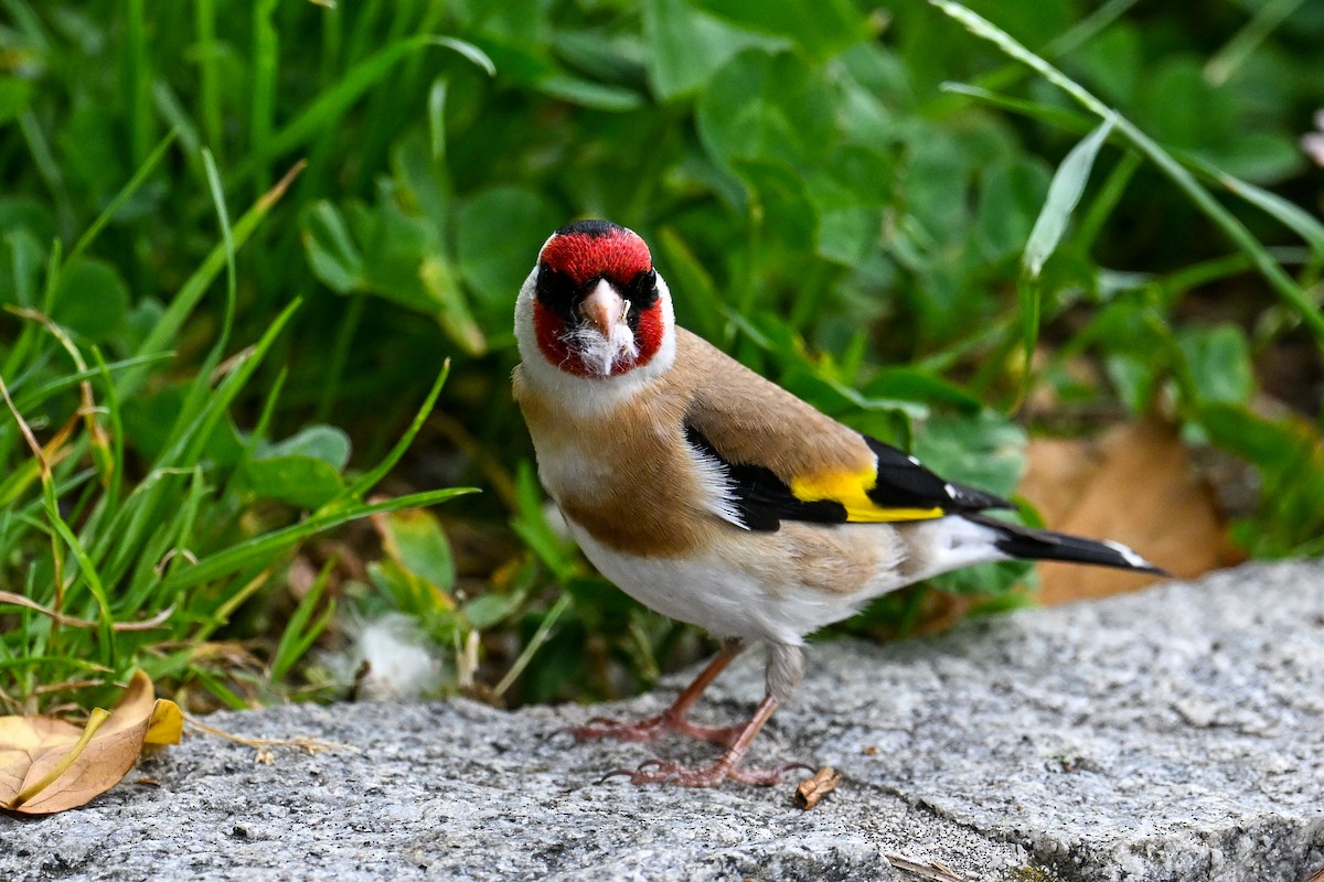 European Goldfinch - ML621481577