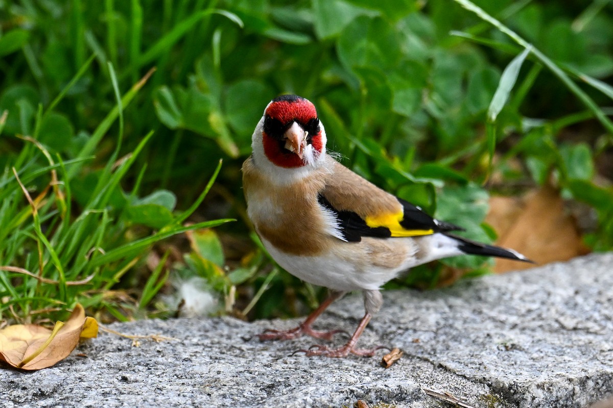 European Goldfinch - ML621481584