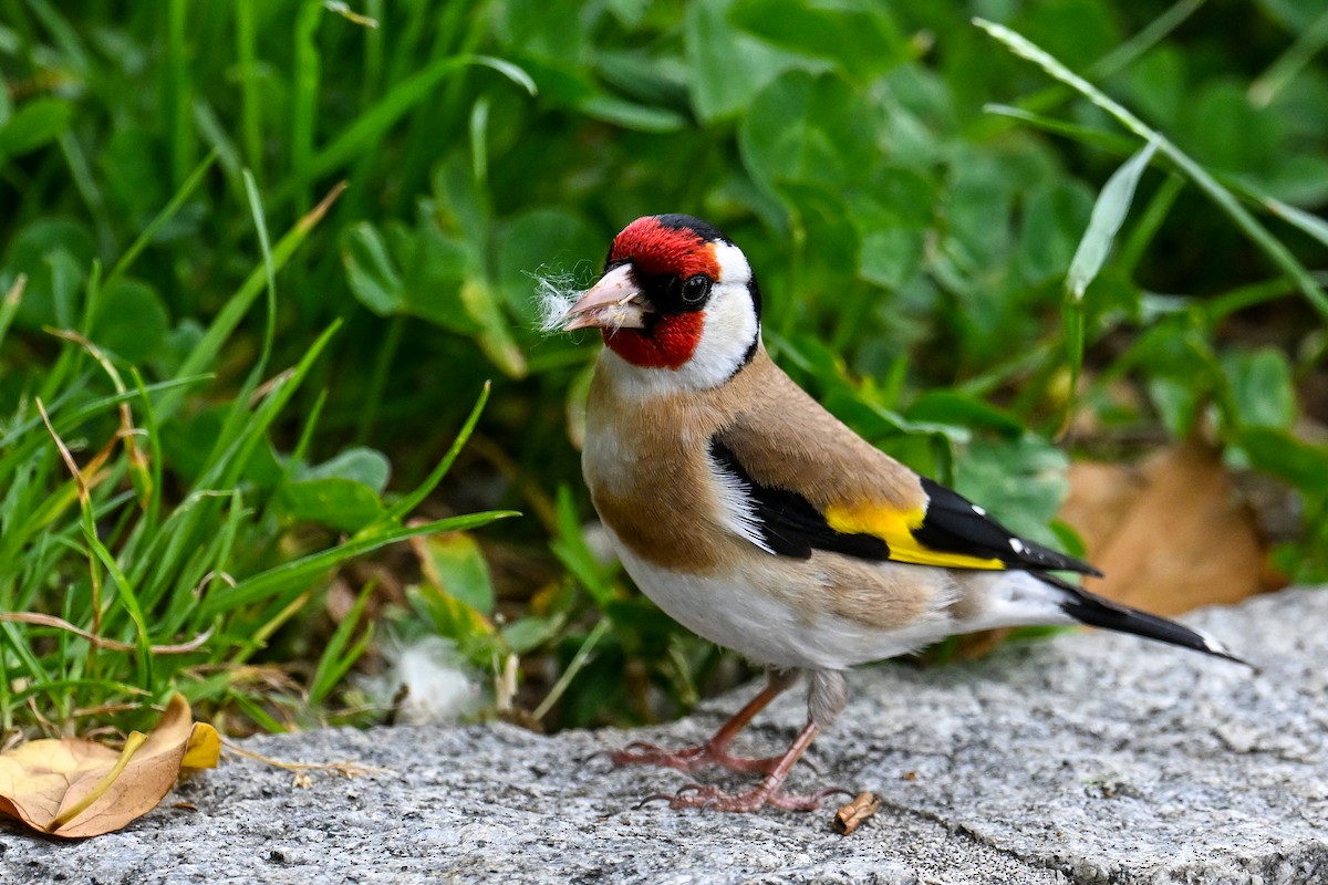 Chardonneret élégant - ML621481602