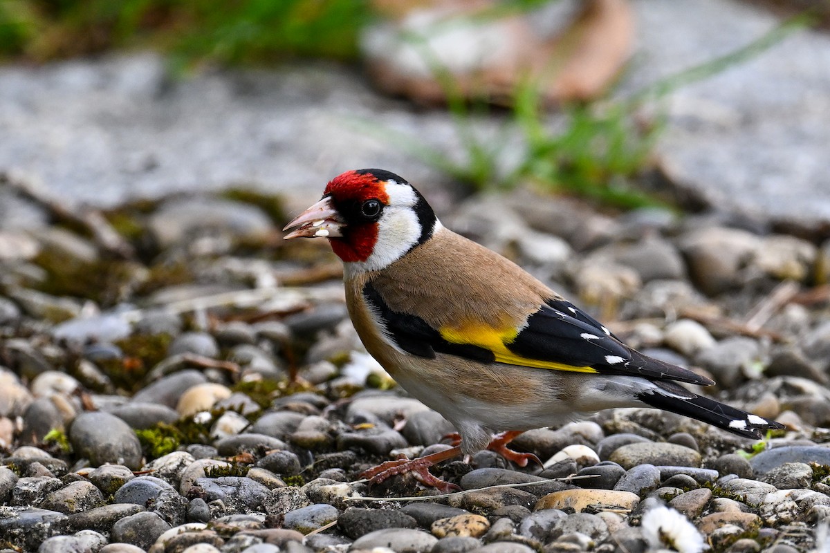 Chardonneret élégant - ML621481606