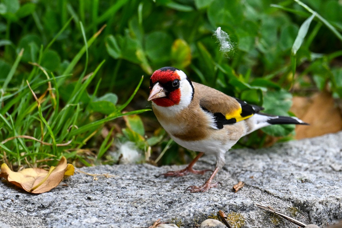 European Goldfinch - ML621481619