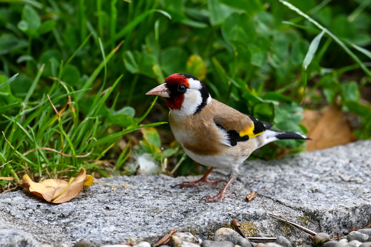 Chardonneret élégant - ML621481638