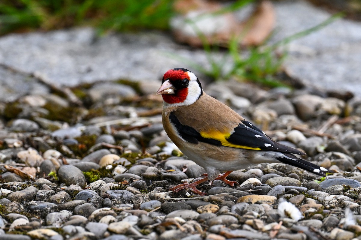 European Goldfinch - Maryse Neukomm