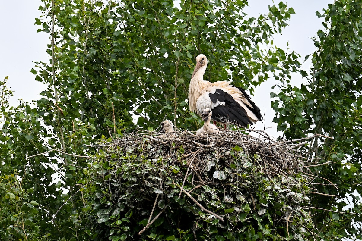 Cigogne blanche - ML621481671