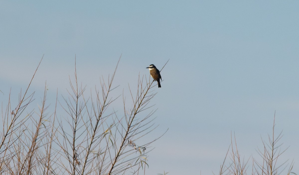 Great Kiskadee - ML621481675