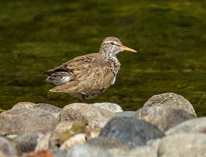 Spotted Sandpiper - ML621481706