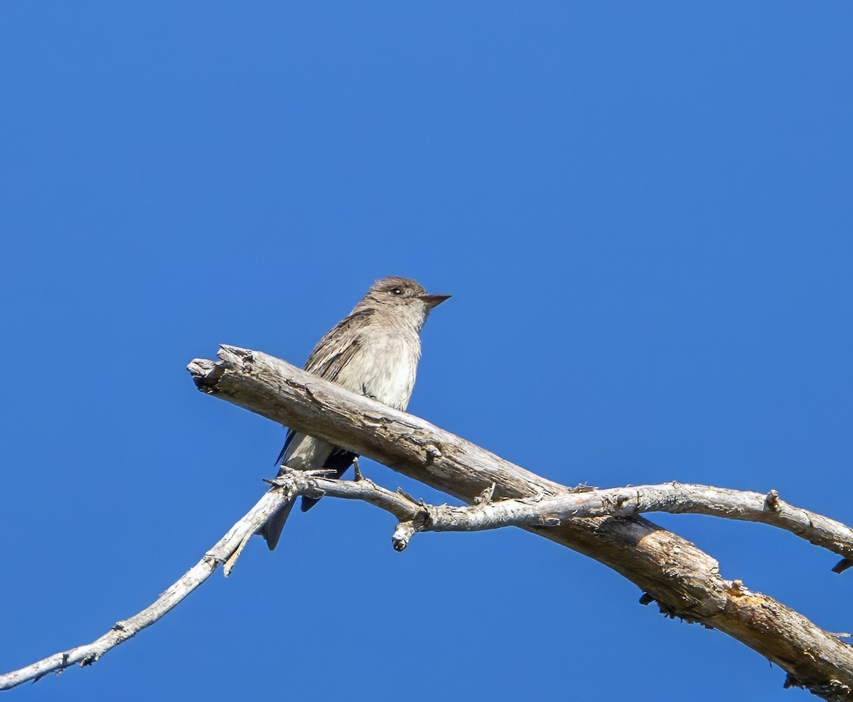 Western Wood-Pewee - ML621481740