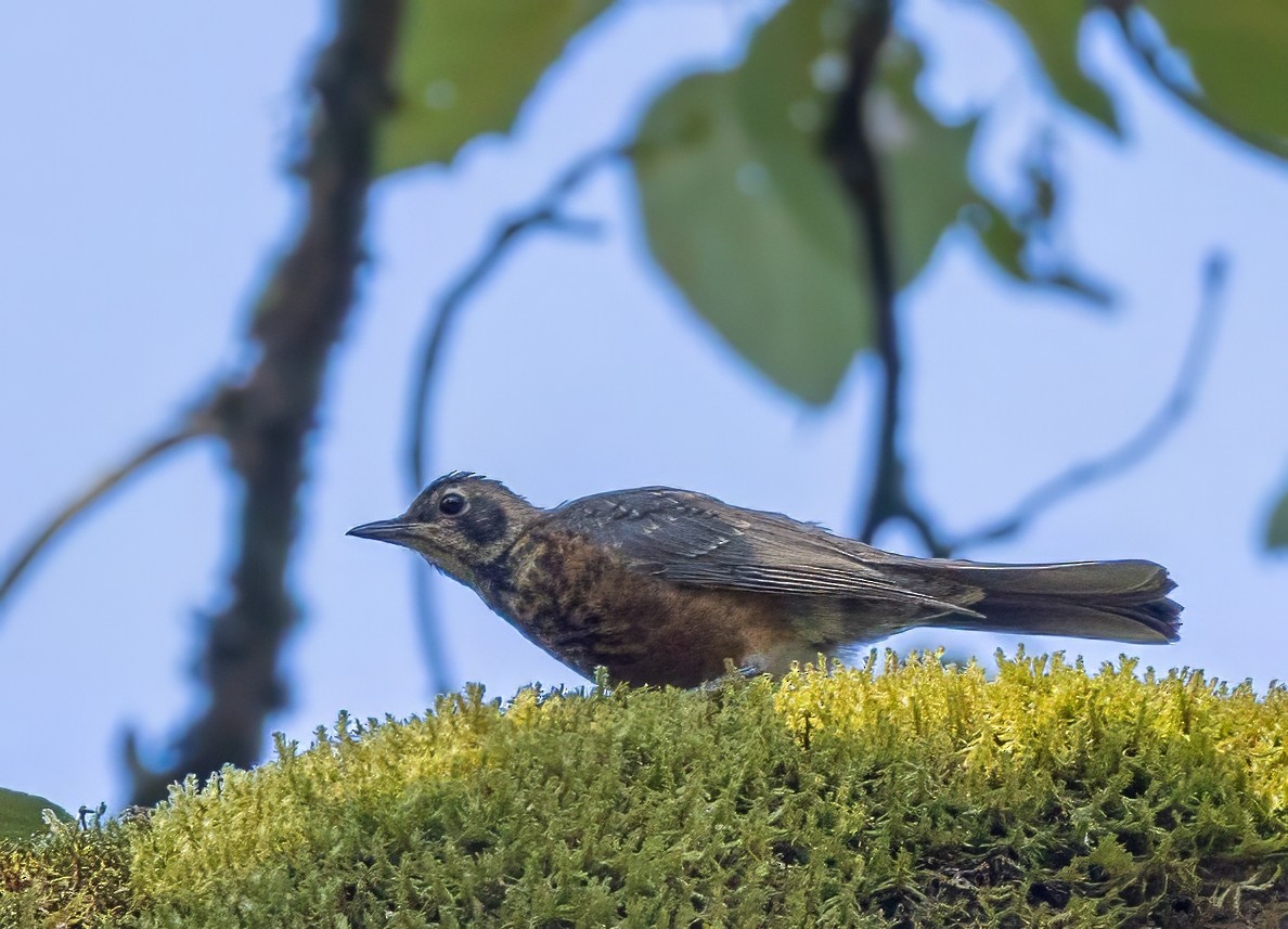 Swainson's Thrush - ML621481753