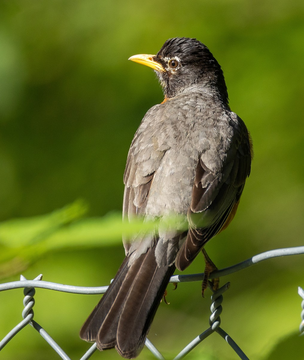 American Robin - ML621481792