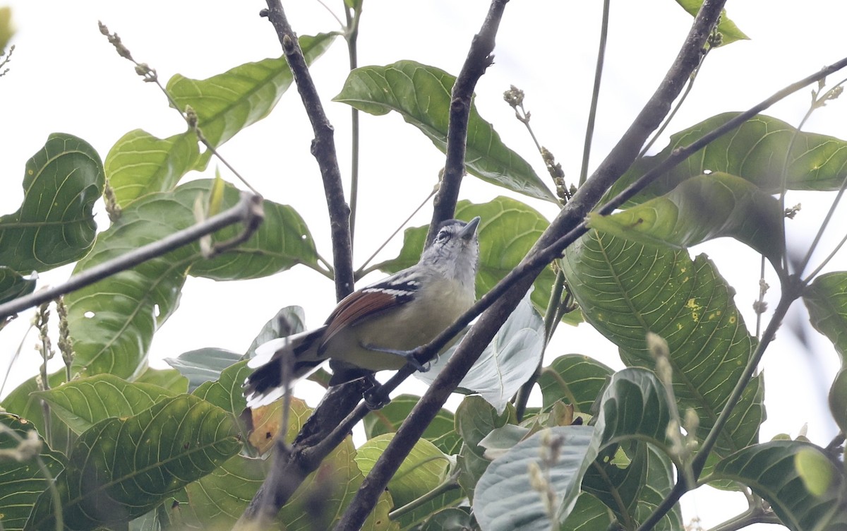 Rusty-winged Antwren - ML621481856