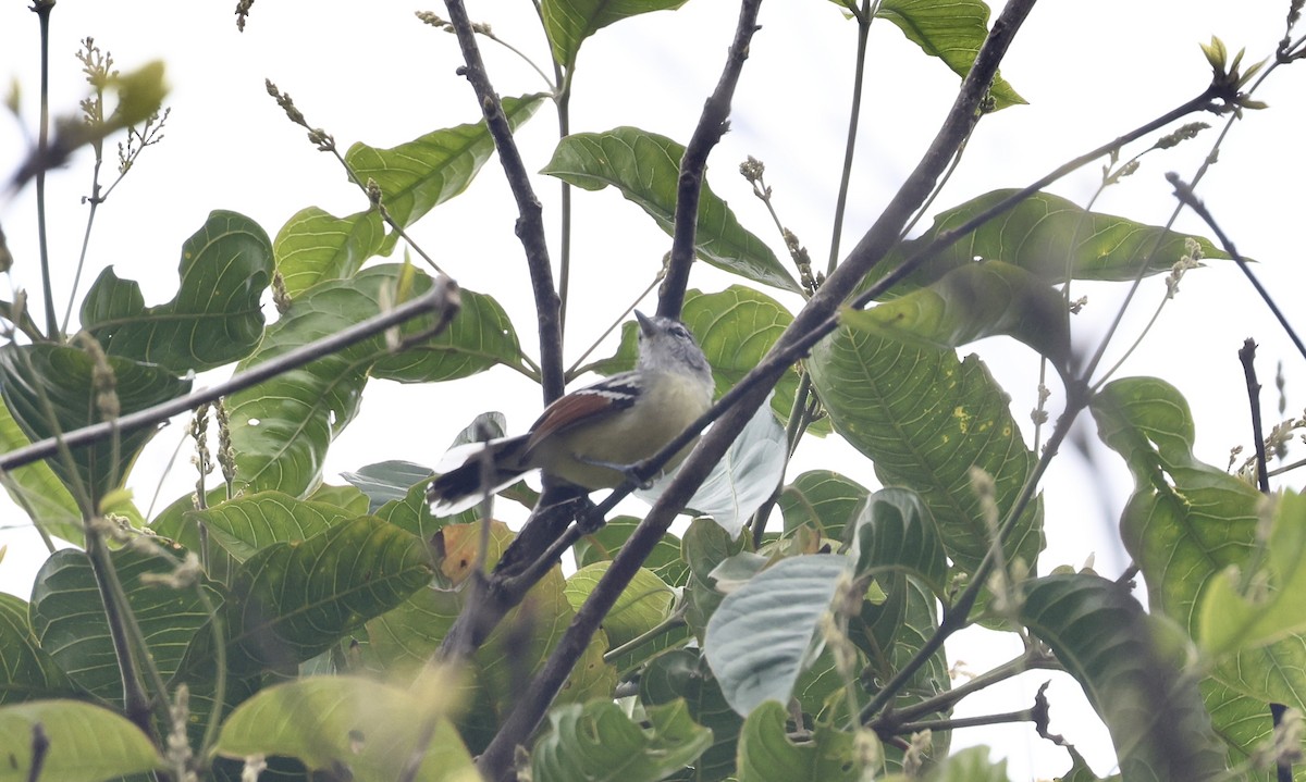 Rusty-winged Antwren - ML621481857