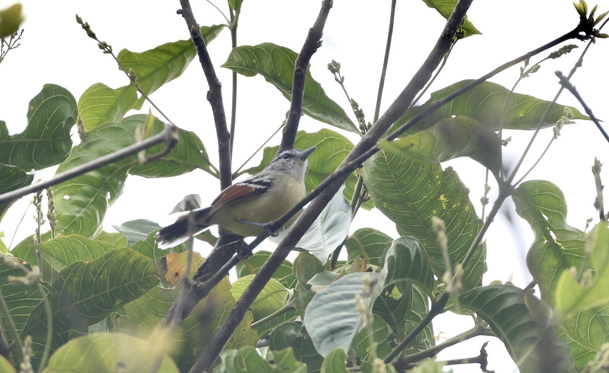 Rusty-winged Antwren - ML621481858